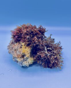 Rubywave - langlebiger, attraktiver Biofilter