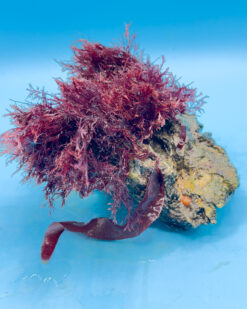 ReefVelvet – elegante Form, gesundes Wasser