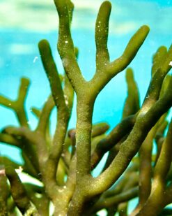 Codium - korallige Form & starker Nitratfilter