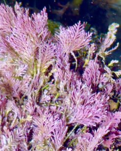 CoralLace - riffbildende dekorative Korallen-Thalli