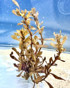 GoldenVeil - Ein wunderschöner Blickfang