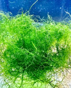 Chaetomorpha - der Nitrat- & Phosphat-Staubsauger