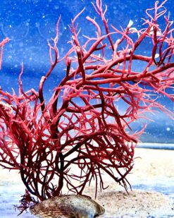 RubySpire – violettrot, nitrathungrig, robust