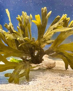 Serrata - Prachtvoller Sägetang aus dem Atlantik