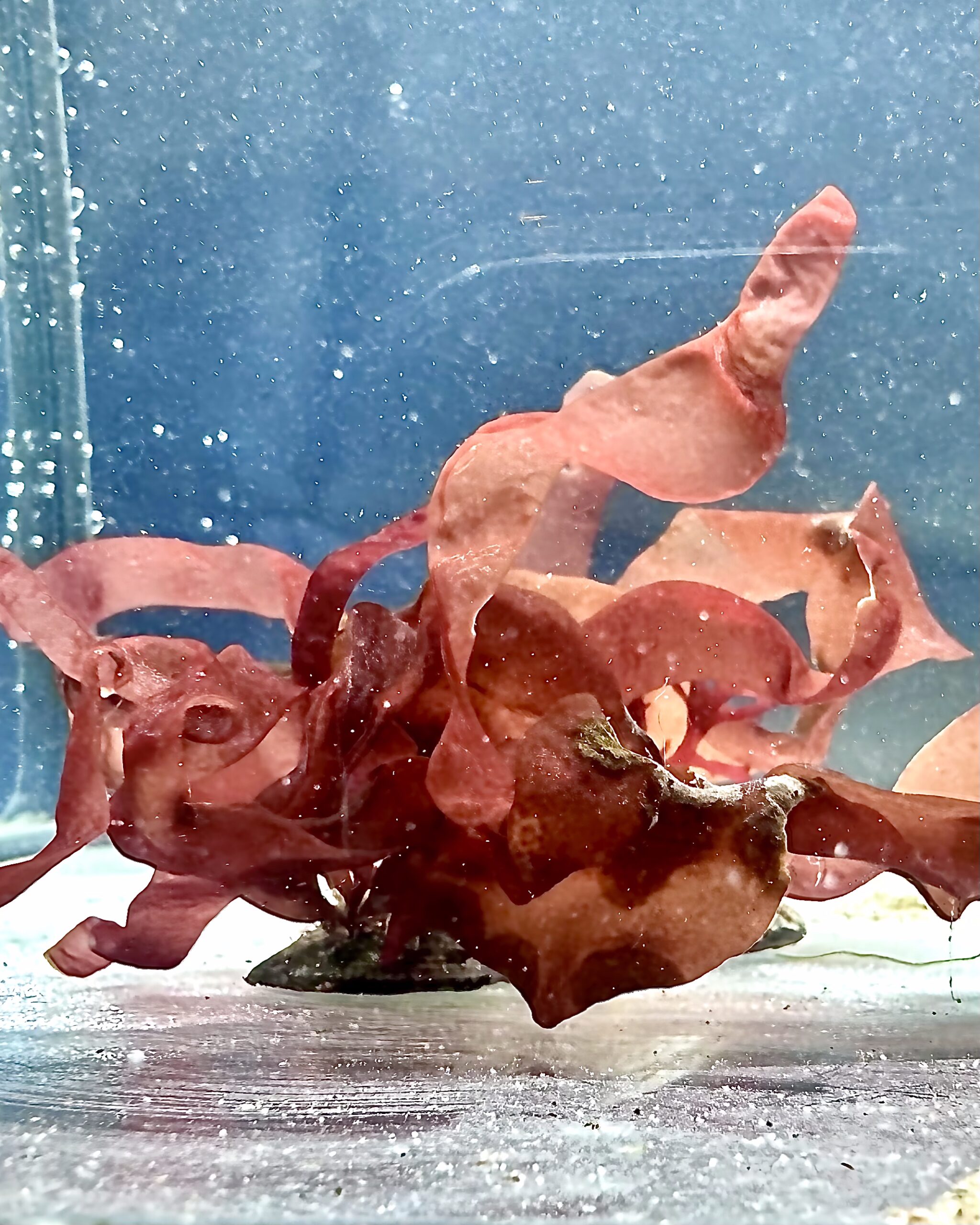 RedVelvet - samtig-roter, koralliger Blickfang