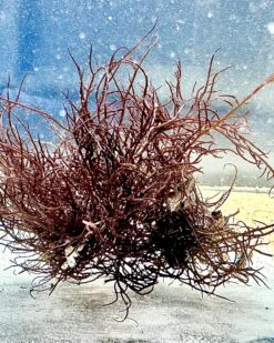 BrownWave - robuster Nährstoffsauger