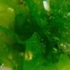 GreenWave (Ulva lactuca) mit gewellten grünen Blattflächen und kleinen Bläschen