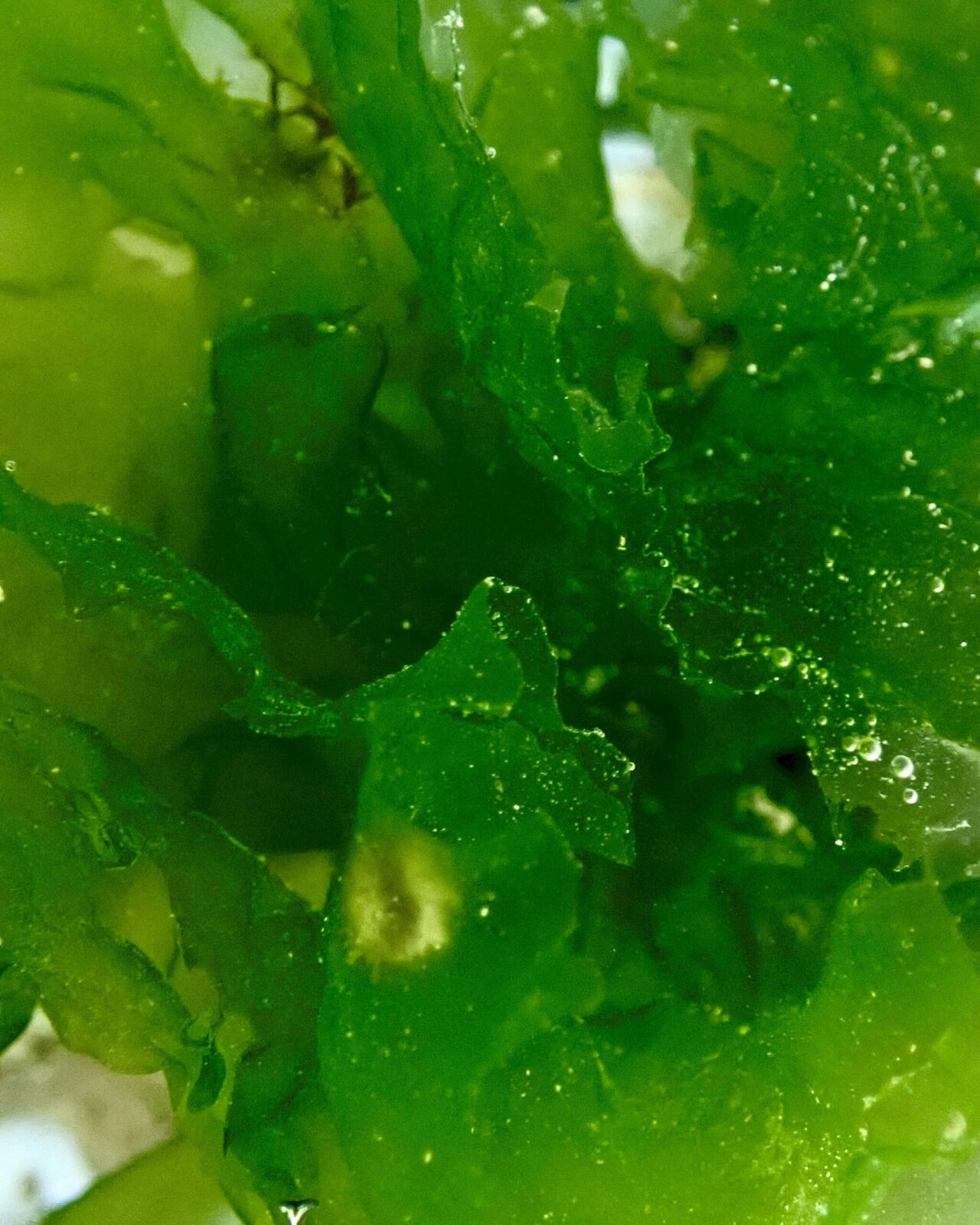 GreenWave (Ulva lactuca) mit gewellten grünen Blattflächen und kleinen Bläschen