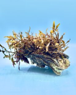 BronzeWave - aparte & langlebige Sargassum-Art