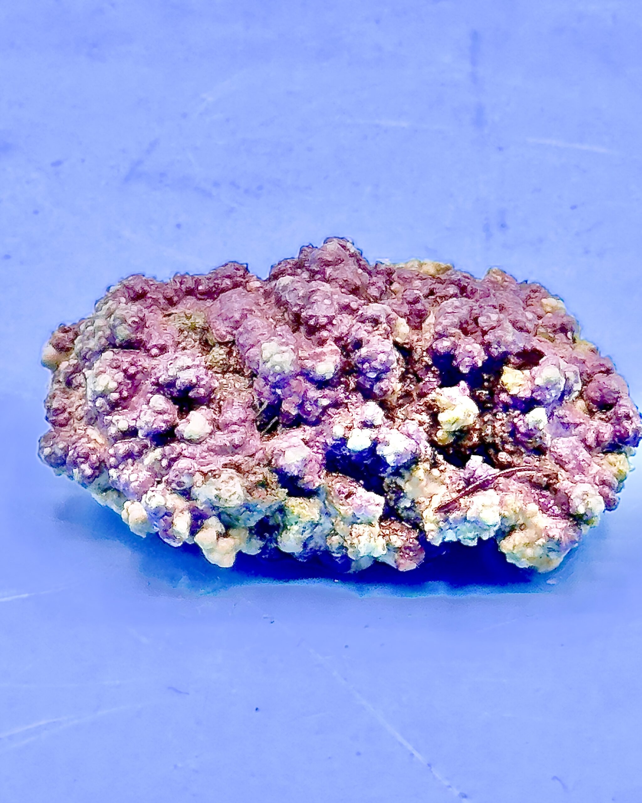 LithoPearl – Riffbildende dekorative Eyecatcher – Bild 3