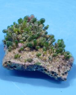 EmeraldMace - Smaragdgrüner Eyecatcher