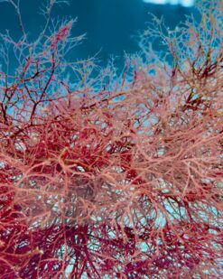 Firelace – tiefrot & stark für reines Wasser