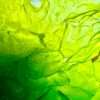 Überlappende, gefaltete Blattlamellen von GreenWave (Ulva lactuca) in Hell- und Dunkelgrün