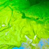 GreenWave (Ulva lactuca) mit durchscheinenden grünen Blattflächen vor blauem Hintergrund