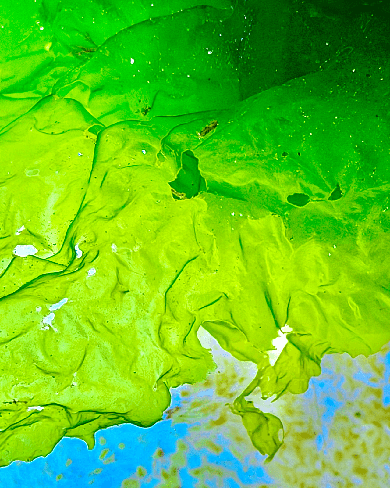 GreenWave (Ulva lactuca) mit durchscheinenden grünen Blattflächen vor blauem Hintergrund