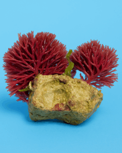 RedAura - prachtvoll rubinrote Reef-Alge