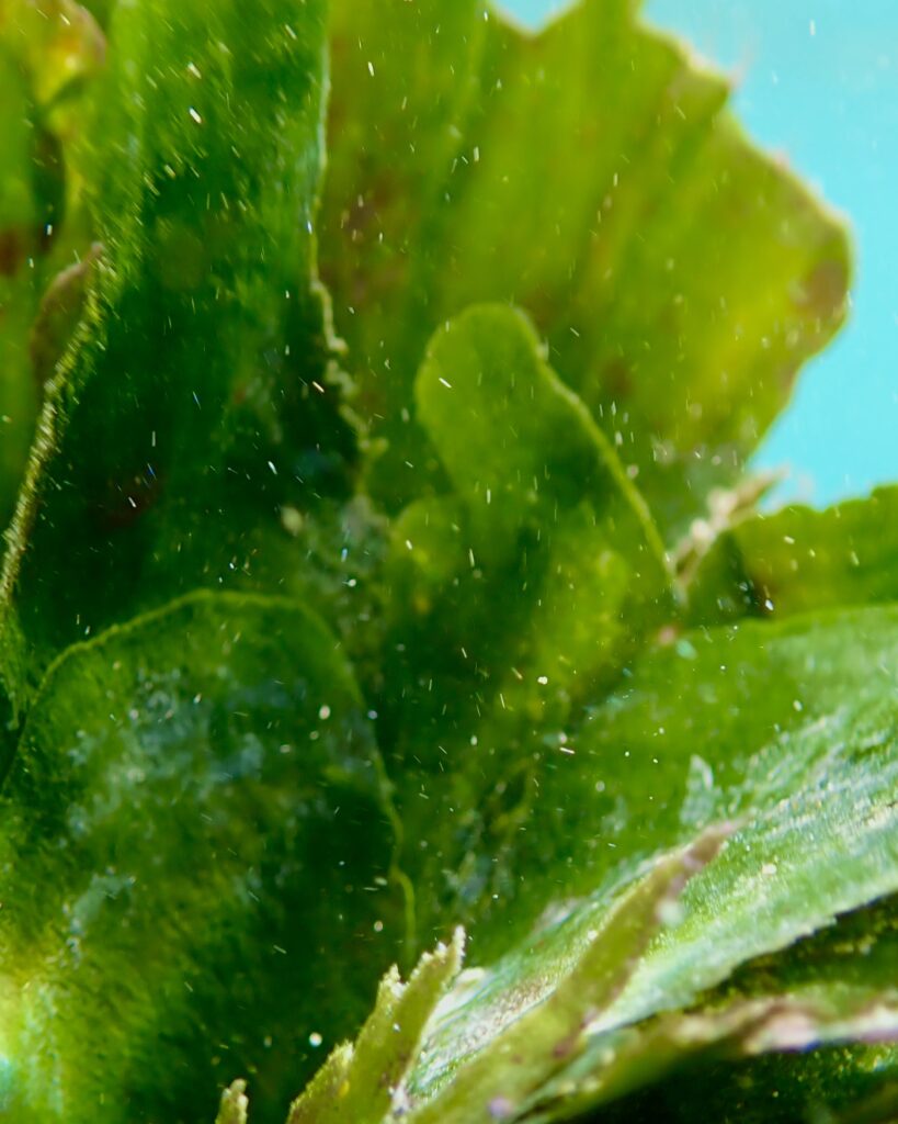 GreenVan – Fächerform & starker Biofilter – Ansicht 4