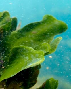 GreenVan - Fächerform & starker Biofilter