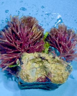 RedAura - prachtvoll rubinrote Reef-Alge