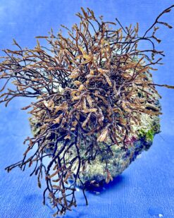 AmberBrush - extrem langlebig, eleganter Look