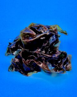 Purpurtang - beliebt bei Nahrungsspezilaisten