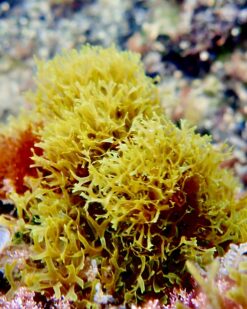 SilkyLeaf - dekorative Thalli und wertvoller Biofilter