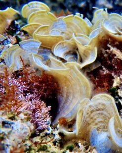 Padina - extrem dekorativ, lange Lebensadauer