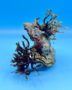 ReefArt Unikat #02 - Skulptur aus Tropischer Auster & Sargassum