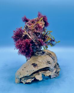 ReefArt Unikat #03 – Muschel-Säule mit Gracilaria-Krone