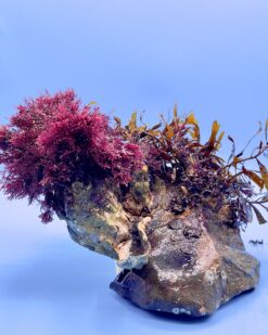 Reef Art Unikat #01 - Gracilaria, Sargassum, tropische Auster