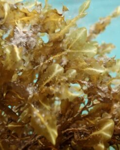 GoldenDrift - dekorative Thalli und wertvoller Filter