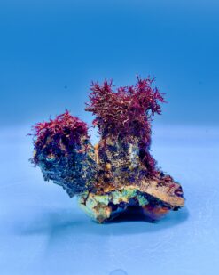 ReefArt Unikat #04 – Herzform-Muscheln mit Gracilaria