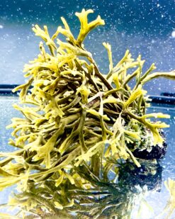 TideCore – Extrem-Alge für Spezialbecken