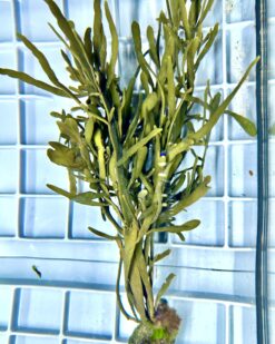 TropicNodosus - tropisch-tolerante Tang-Variante