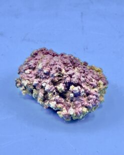 LithoPearl – Riffbildende dekorative Eyecatcher