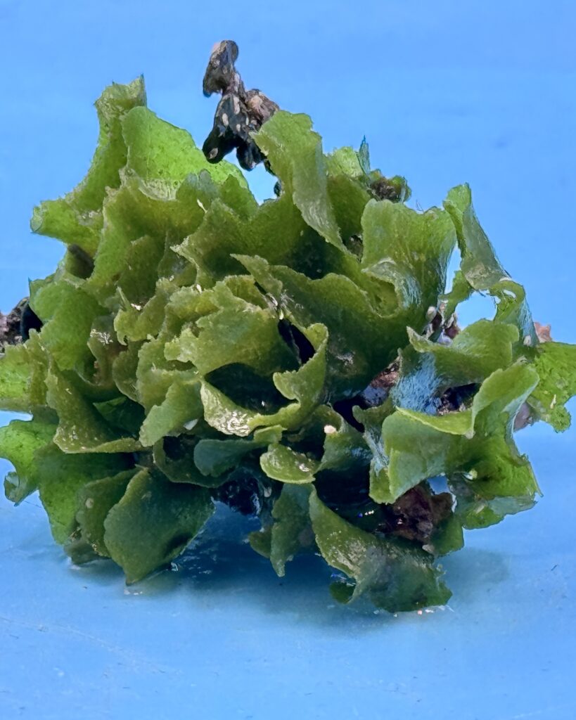 EmeraldCrown (Dictyosphaeria sp.) – Ansicht 1