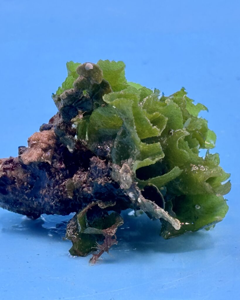 EmeraldCrown (Dictyosphaeria sp.) – Ansicht 2