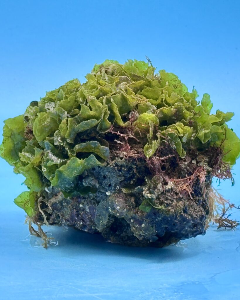 EmeraldCrown (Dictyosphaeria sp.) – Ansicht 3
