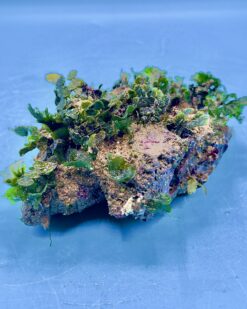 CoralMint - kunstvolle kalkhaltige Grünalge