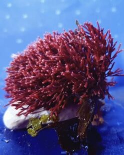 CorralinaGlow - prächtiges Rot, korallige Thalli