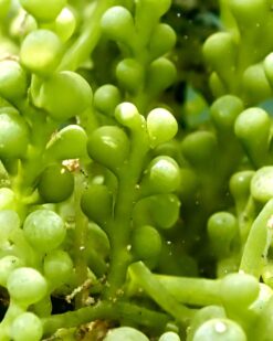 Caulerpa Racemosa - geeignet für viele Herbivore