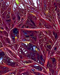 Acanthophora Spicifera - Beliebt Bei Zebrasoma, Siganus