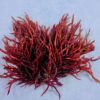 ReefEmber (Agardhiella subulata) als intensivroter, dicht verzweigter Algenbusch mit kräftigen rundlichen Trieben