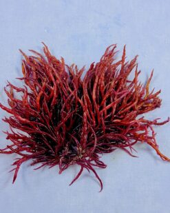 ReefEmber (Agardhiella subulata) als intensivroter, dicht verzweigter Algenbusch mit kräftigen rundlichen Trieben