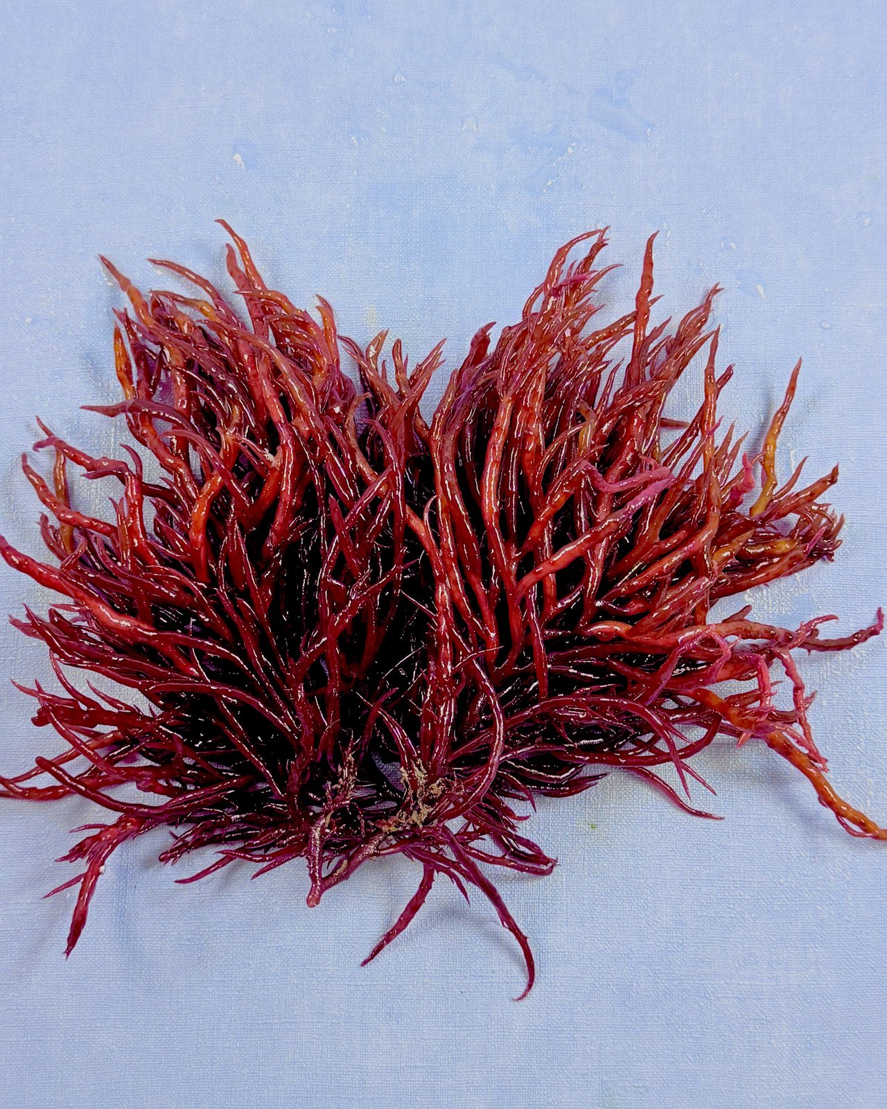 ReefEmber (Agardhiella subulata)