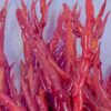 ReefEmber (Agardhiella subulata) in Nahaufnahme mit kräftigen roten Thalli und schmal zulaufenden Triebspitzen
