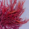 ReefEmber (Agardhiella subulata) mit dicht verzweigten, intensivroten Haupttrieben und feinen spitzen Seitenästen