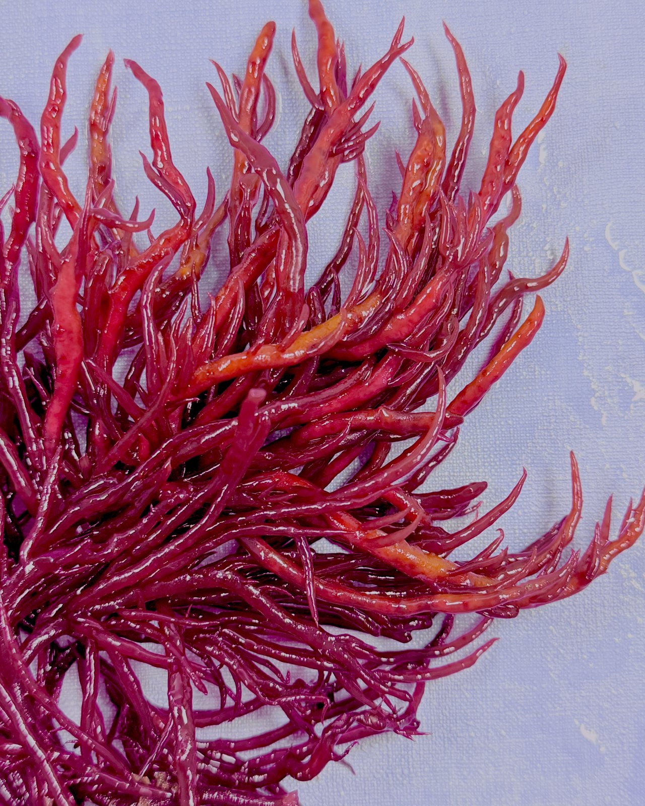ReefEmber (Agardhiella subulata) mit dicht verzweigten, intensivroten Haupttrieben und feinen spitzen Seitenästen