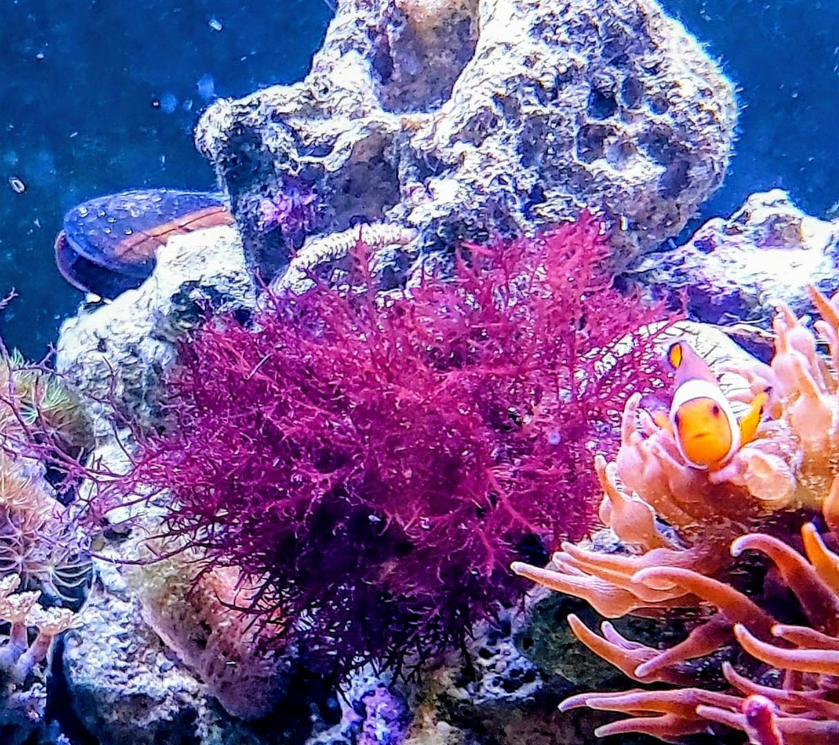 Rote Makroalge und Anemonenfisch im Riffaquarium