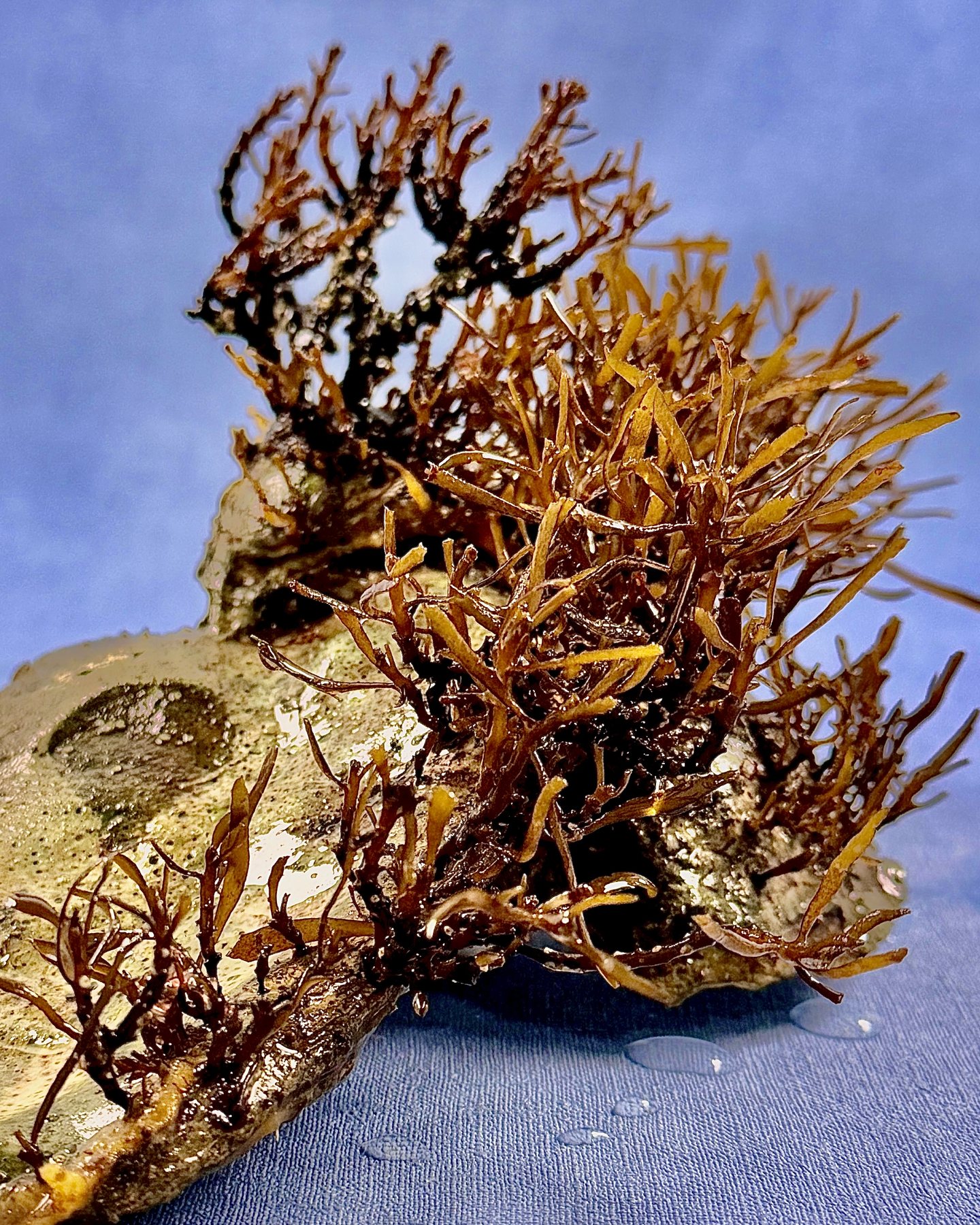 ReefArt Unikat #05 – Sargassum-Mini-Riff auf tropischer Auster